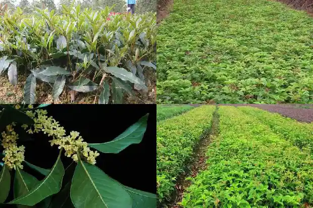 桂花树在山西能成活吗1690503361130