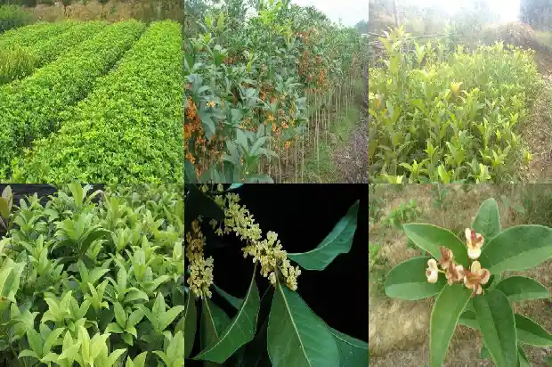 桂花树的季节施肥与管理1683163272886