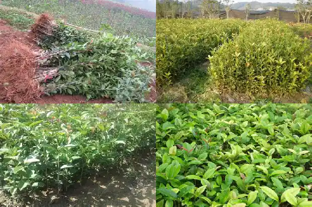 桂花树季节特点1683163290370