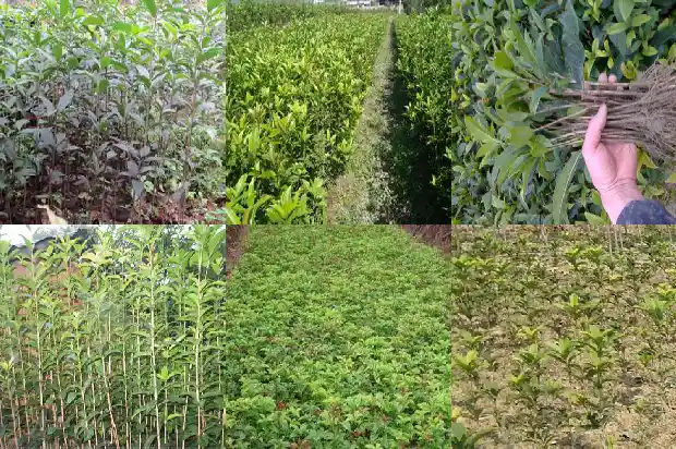 桂花树季节特点1683163290464