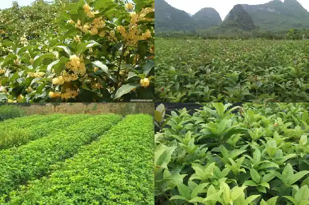 桂花树苗子价格多少钱一颗1689838326328