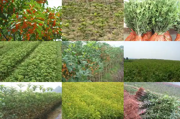 四季都开花的桂花树有哪些1683163302300
