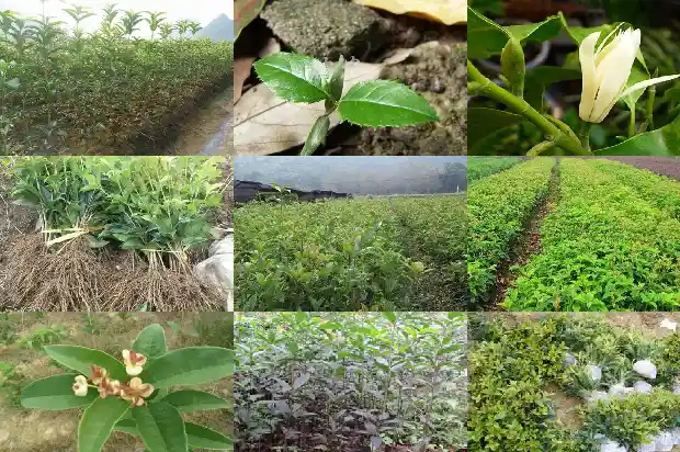 四季开花的桂花树哪里有卖1683163309983