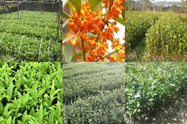 桂花树是什么季节开放的花朵1683163336815