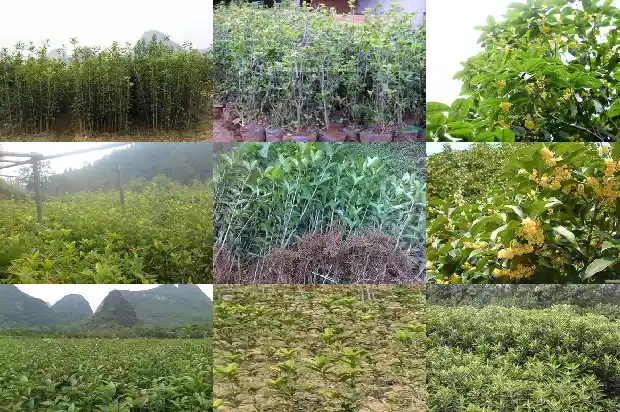 桂花树是什么季节开放的花朵1683163336863