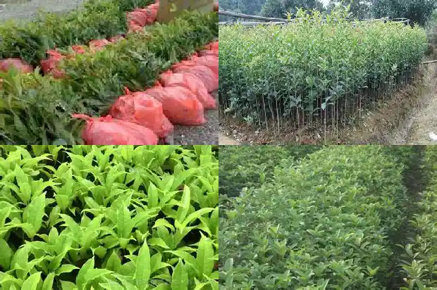 桂花花是什么季节开的花1683163344900
