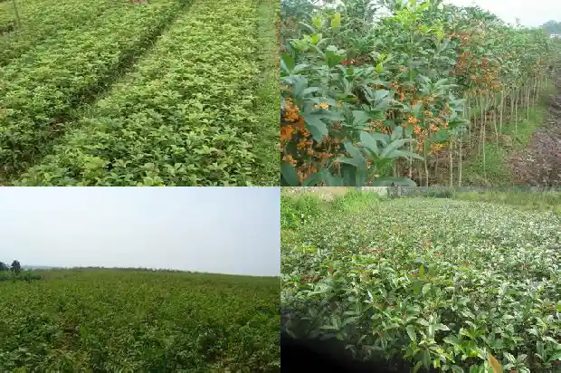 桂花花是什么季节开的花1683163344947