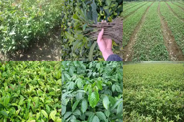 月桂花树怎样栽培好看1683163356920