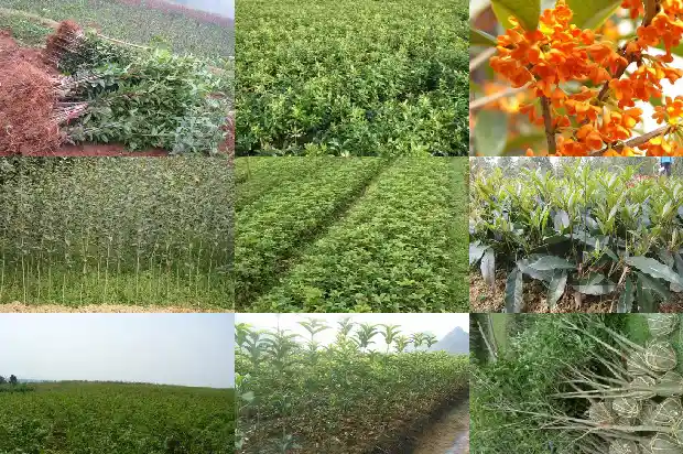 月桂花树怎样栽培好看1683163356968