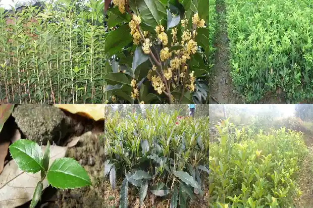 月桂花树怎样栽培好看1683163357016