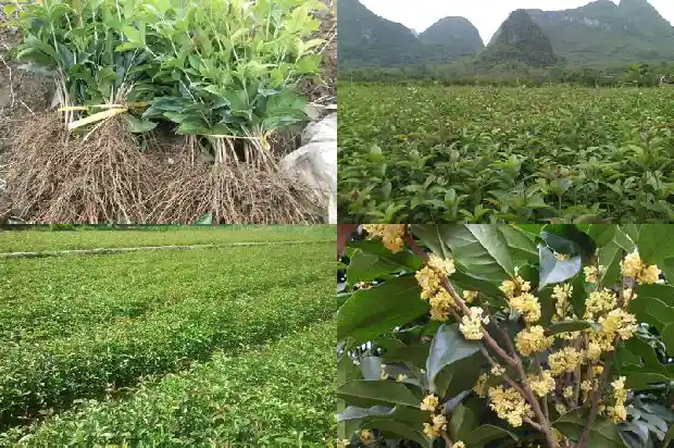 月桂花树怎样栽培好看1683163357064