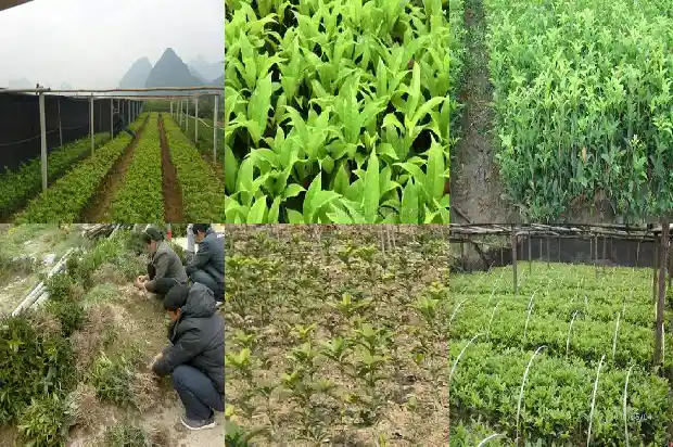 桂花种植方法和时间1683163368948