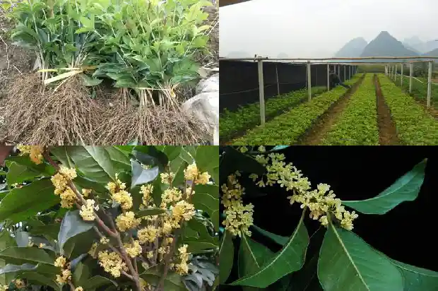 桂花种植方法和时间1683163368996