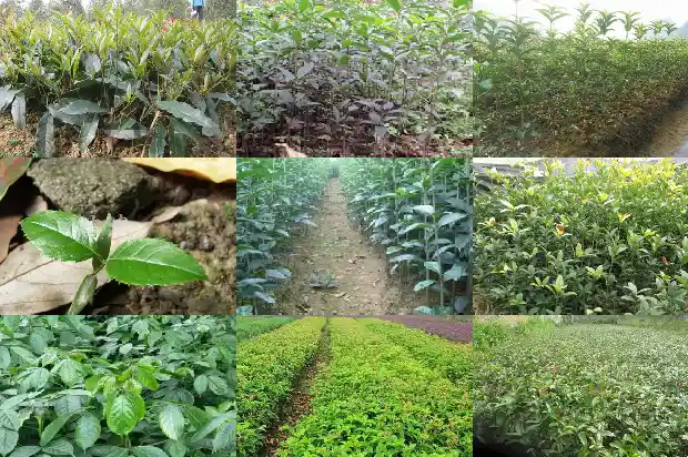桂花种植方法和时间1683163369044