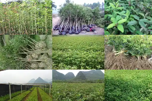 月桂花树盆景栽培技术与管理1683163379085