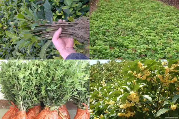 月桂花怎么养才开花1683163391030