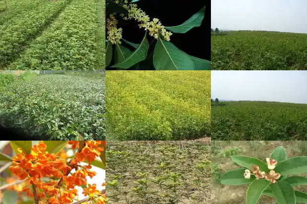 月桂花怎么养才开花1683163391126