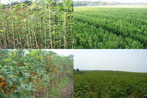 桂花树什么时候拆掉最好看1688604194943