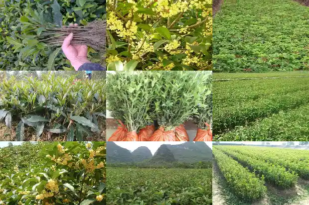 盆栽桂花养殖方法与技巧1683163402939