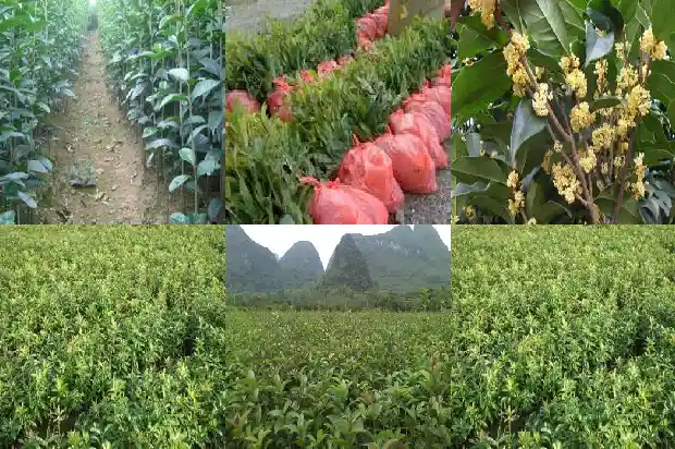 盆栽桂花养殖方法与技巧1683163402986