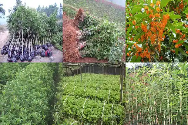 盆栽八月桂花的养殖方法1683163413006