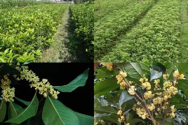 盆栽八月桂花的养殖方法1683163413054