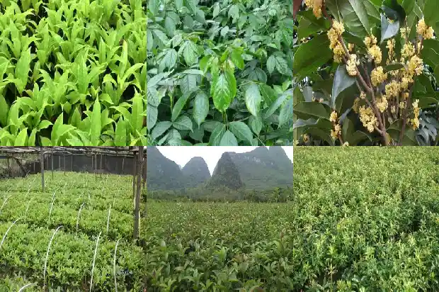 每月开花的桂花叫什么桂花1683163423075