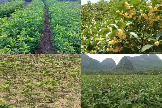 每月开花的桂花叫什么桂花1683163423123