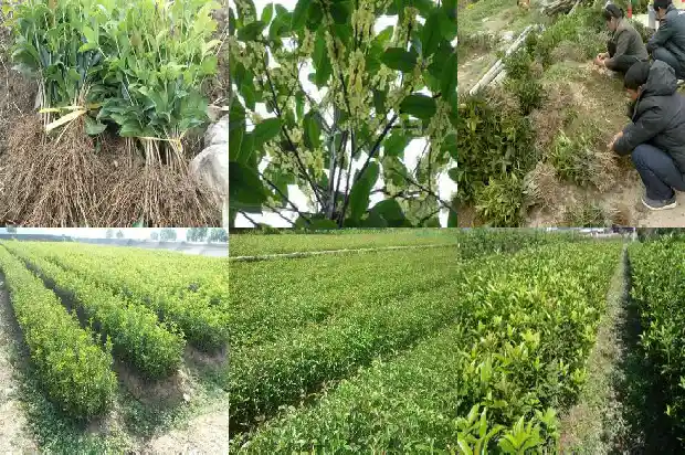 每月开花的桂花叫什么桂花1683163423170