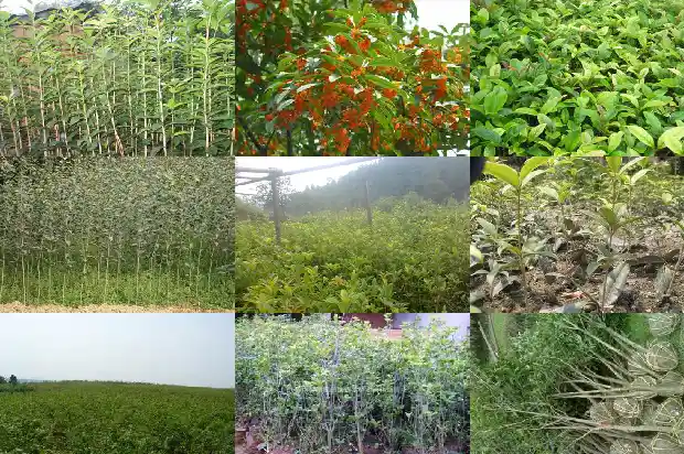 桂花是不是桂树上开的花1683163430683