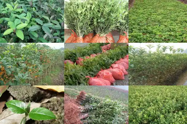 十年的红桂花树多少钱一棵呀1689899208425