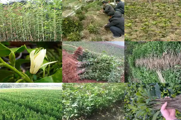 在家门前种桂花树好不好1690677194908