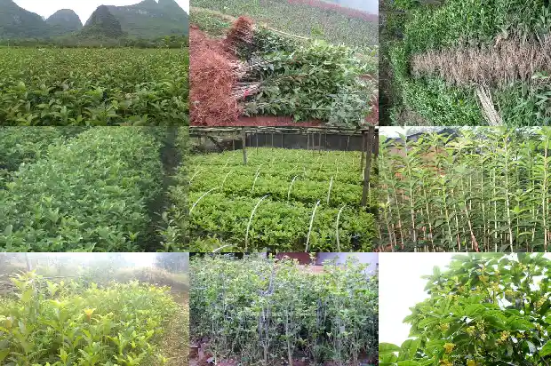 月桂花树什么时间开花结果多1683163440820