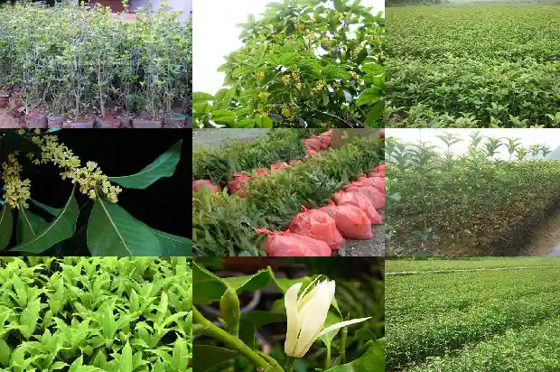 桂花什么季节开花花是什么季节开的1683163450591