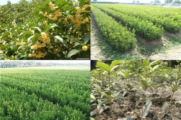 桂花什么季节开花花是什么季节开的1683163450638