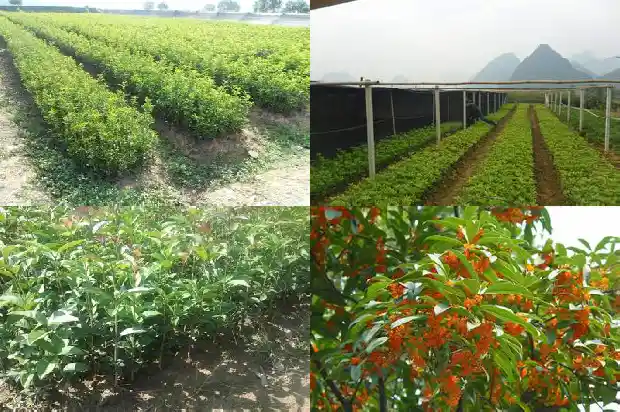桂花什么季节开花花是什么季节开的1683163450686