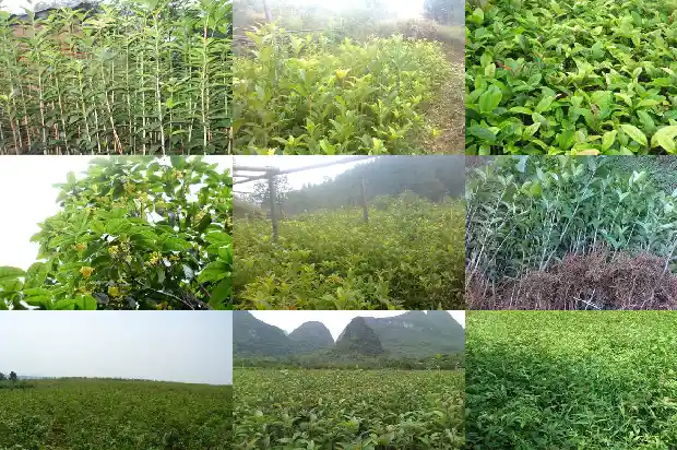 桂花树生长地点1690763307535