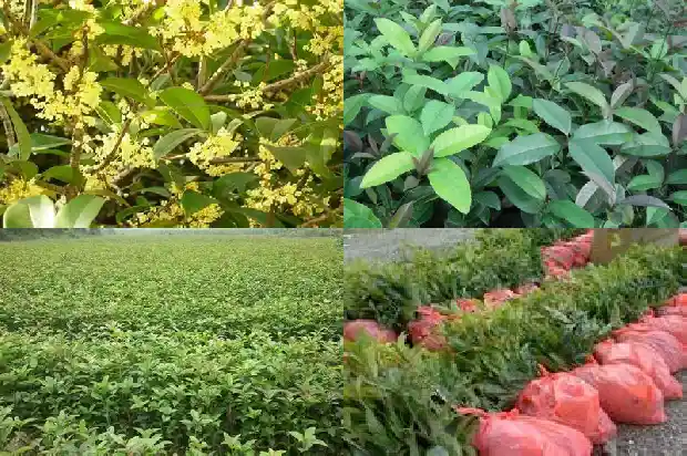 有一年四季开花的桂花树吗1683163465989