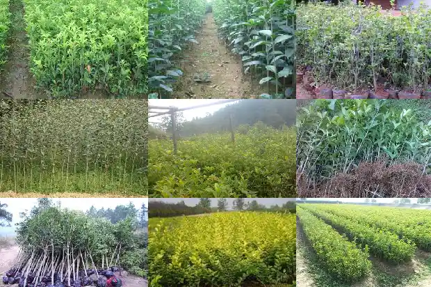 有一年四季开花的桂花树吗1683163466037