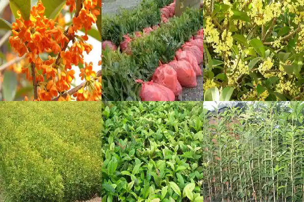 每个月都开花的桂花树品种1683163473729