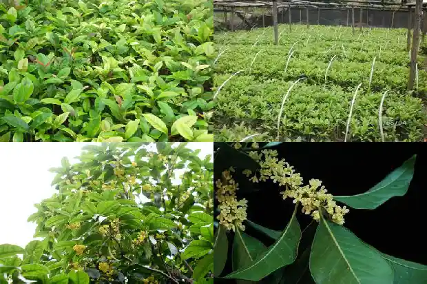 每个月都开花的桂花树品种1683163473776