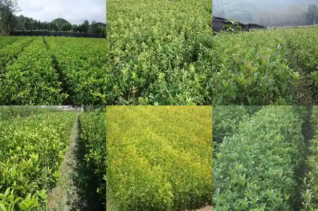 桂花树每年什么时候开花1683163485340