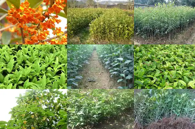 桂花树每年什么时候开花1683163485388
