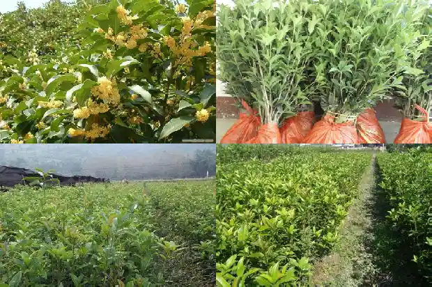桂花树每年什么时候开花1683163485435