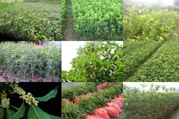 花期长的桂花树怎么修剪1683163492912