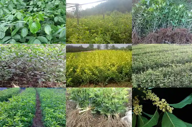 花期长的桂花树怎么修剪1683163492960