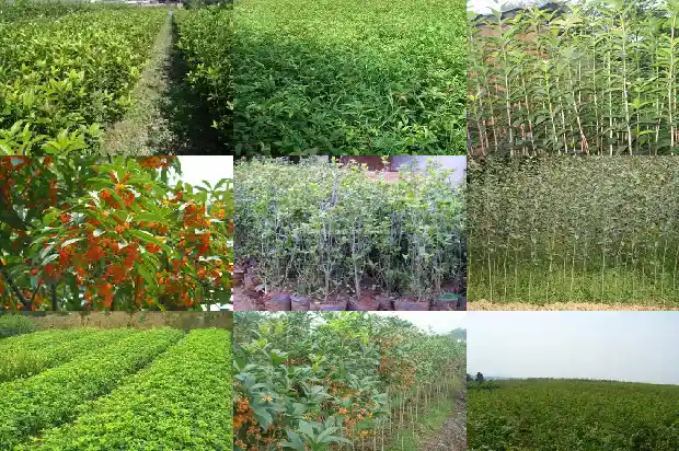 每月都开花的桂花树1683163512536
