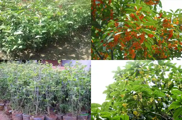 月桂花什么时候开花1683163547821