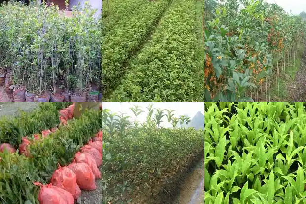 月桂花什么时候开花1683163547869