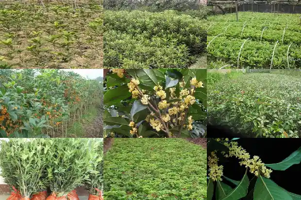 月桂花什么时候开花1683163547917